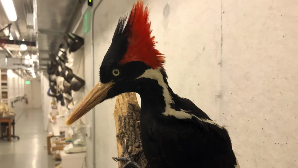 1600x900_filters_quality(85)_https___media.globalcitizen.org_da_b9_dab96940-c88c-4672-9c3c-c13cf2c4113f_ivory-billed-woodpecker