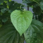 Eight nutrients that are green and their advantages