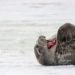 The 80-Foot Leap of Faith: Inside Hawaii’s Most Daring Cliff Jump
