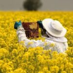 Nature’s Most Intelligent Animals: What Makes Them So Smart